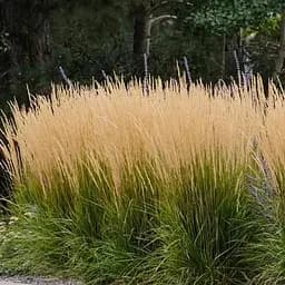 Каламагростіс "Karl Foerster" (вазон Ø17) (186817) 1 саджанець