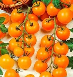 Насіння Весна на вагу Томат Помаранчевий коктейль ціна за 1 г (178489)