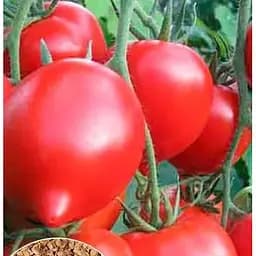 Насіння Весна на вагу Томат Будьонівка ціна за 1 г (49403)