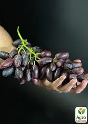 Саджанець Agro-Market Виноград Каталонія (дуже ранній сорт, ягода щільна, хрумка, з освіжаючим пікантним смаком) 1 шт. в пакуванні (105443) - мініатюра 2