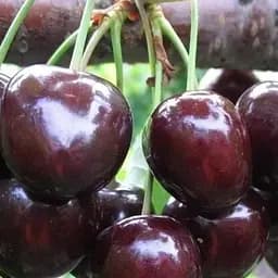 Саджанець Agro-Market Черешня Мелітопольська чорна великоплідна (літній сорт, ранньо-середній термін дозрівання) (15779) 1 шт. в упаковці