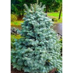 Саджанець Agro-Market Ялиця одноколірна Violacea (ком/сітка) висота 140-150 см 1 шт. в упаковці (184145)