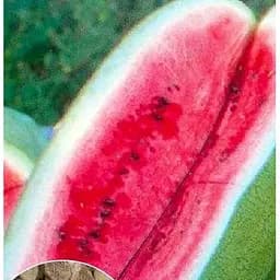 Насіння Весна на вагу Кавун Медовий гігант ціна за 5 г (51902)