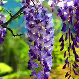 Гліцинія Agro-Market Fairy garden махровий сорт бузково-блакитна 1 саджанець в упаковці (46042)