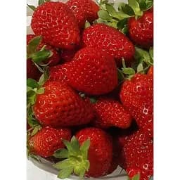 Саджанець Agro-Market Полуниця Монтерей (Monterey) 5шт (ремонтантний високоврожайний сорт) (37283) - мініатюра 5