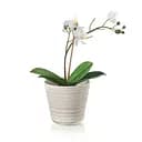 Капшо для квітів Guzzini Tierra, 1 л, кремовий (196200156)