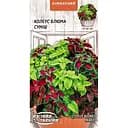 Насіння Колеус Блюма Насіння України кімнатна суміш 0.05 г (746400)