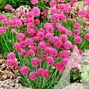 Армерія Приморська Садиба Центр Рожевий бриз 0.1 г 