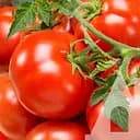 Томат Садиба Кемпбелл 33, 0.5 г 