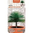 Насіння Драцена Драконове дерево Насіння України кімнатна 2 шт. (745900)