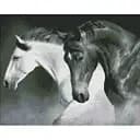 Алмазна мозаїка Ideyka Чорно-біла сила AMO7421 40х50 см