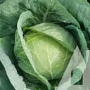Капуста білоголова Садиба Трансам F1, 20 шт.