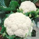 Капуста цвітна Садиба Балбоа F1, 10 шт.