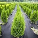 Туя Semi Смарагд західна пірамідальна крона 70-80 см 1 шт. об'єм ґрунту 4 л