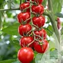 Томат Садиба Сакура F1, 5 шт.