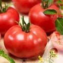 Томат Садиба Пінкджейн F1, 10 шт.