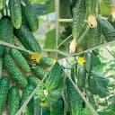 Огірки Садиба самозапильні F1 (суміш) 50 шт.