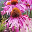Ехінацея Пурпурова Садиба Центр Старлайт 0.1 г 