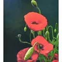 Алмазна мозаїка Червоний мак SK88221 40х50 см