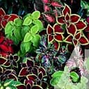 Колеус Блюма Садиба Еверест 0.02 г