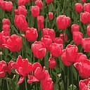 Набор для росписи по номерам Strateg Тюльпаны 20х20 см (HH5367)