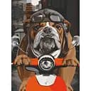 Картина по номерам "Бульдог на мопеде"11661 30х40 см