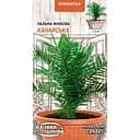 Насіння Пальма фінікова Насіння України Канарська кімнатна 2 шт. (747000)