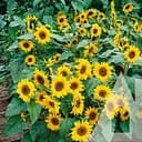 Соняшник Садиба Центр Тополіно декоративний 0.5 г 