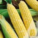 Кукурудза цукрова Садиба БСС 1075 F1, 20 шт.