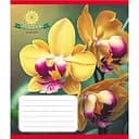 Тетрадь ученическая Орхидея 036-570137K-1 в клетку, 36 листов