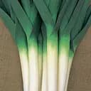 Цибуля порей Садиба Центр Порбелла 100 шт.