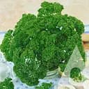 Петрушка Садиба Фриз листова кучерява 15 г 