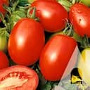 Томат Садиба Ріо Фуєго 0.5 г 