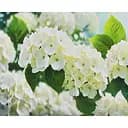 Набір для творчості алмазна картина Біле сяйво Strateg HEG88155, 30x40 см