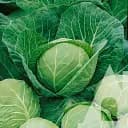 Капуста білоголова Садиба Раніні F1, 20 шт.