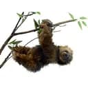 М'яка іграшка Hansa Лінивець трипалий 34 см (4580)