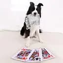 Іграшка для собак Карта ігрова шелестяча 18х25 см (33585)