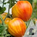 Томат Садиба Мадрид F1, 5 шт.