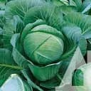 Капуста білоголова Садиба Тайфун F1, 20 шт.