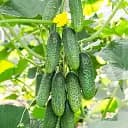 Огірок Садиба Авіон F1, 10 шт.