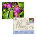 Набір для розпису по номерах "Сливи" 40*50 см