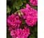 Саженец Agro-Market Пеларгония ампельная Amy (контейнер №10 высота 10-20 см) (176649) 1 шт. в упаковке - миниатюра 1