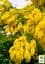Саженец Agro-Market Мимоза (Acacia Dealbata) (49843) - миниатюра 3