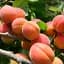 Саджанець Agro-Market Абрикос Червонощокий (літній сорт, ранній термін дозрівання) 1 шт. в упаковці (15753) - мініатюра 3