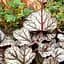 Саженец Agro-Market Гейхера (Heuchera) Marvelous Marble Silver (181050) - миниатюра 1