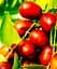 Саджанець Agro-Market Зізіфус Хурман ранній термін дозрівання та перехресне запилення 1 шт. в упаковці (101841) - мініатюра 1