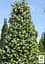 Саженец Agro-Market Падуб остролистный (Ilex aquifolium) вазон Р9 (178885) - миниатюра 6