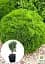 Саженец Agro-Market Туя западная 4-летняя Danica (Thuja occidentalis) С3 высота 20-30 см 1 шт. в упаковке (116266) - миниатюра 2