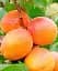 Саженец Agro-Market Абрикос Алеша (летний сорт, ранний срок созревания) 1 шт. в упаковке (178181) - миниатюра 1