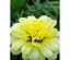 Саженец Agro-Market Аргирантемум Double Primrose (контейнер №10 высота 15 см) (50333) 1 шт. в упаковке - миниатюра 1